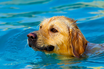 Golden Retriever swimming
