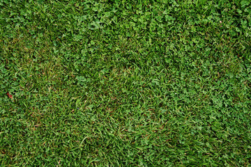 Green Lush Grass