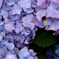 Hydrangea flowers in a blue pink colour