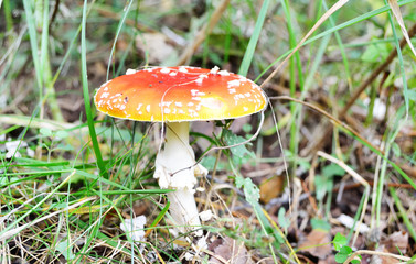 Amanita muscaria