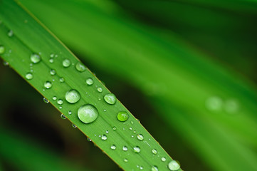 緑と水滴