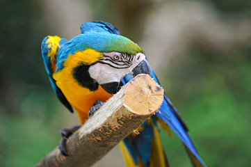 ルリコンゴウインコ