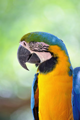 ルリコンゴウインコ
