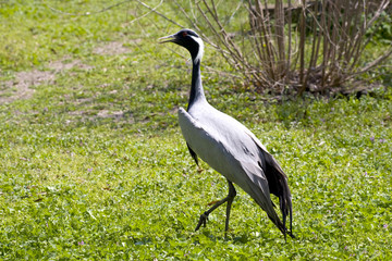 Crane on green meadow