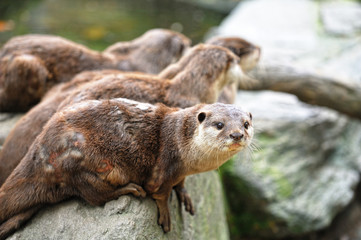 コツメカワウソ