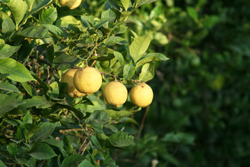 Lemon's tree