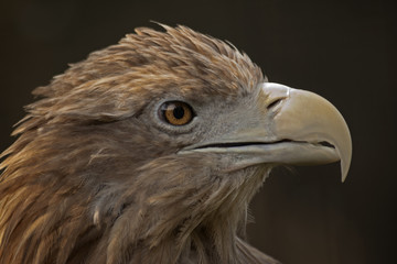 orzeł © Henryk Olszewski