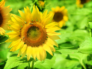 Ripe Sunflower on field in Summer