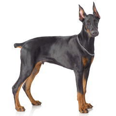 Puppy od doberman standing