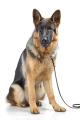 German shepherd sitting