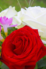 Geburtstagkarte,Rosen