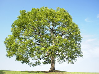 Fototapeta na wymiar Błękitne niebo i drzewa