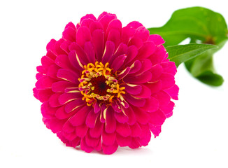 .zinnia flower