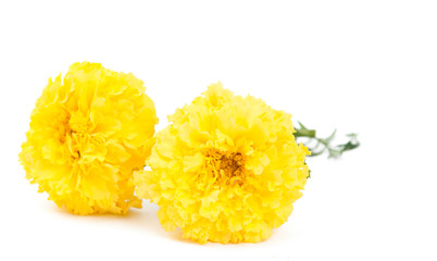 Yellow marigold flower