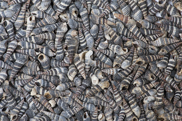 Many shells as background