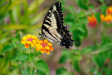 Tiger Swallowtail butterfly