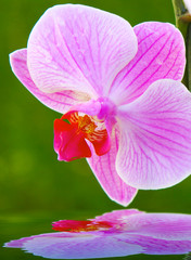 Wasser,Orchidee