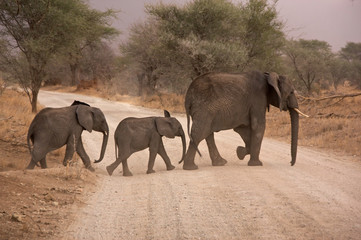 Elefanten überqueren die Strasse