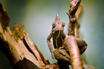 chameleon
