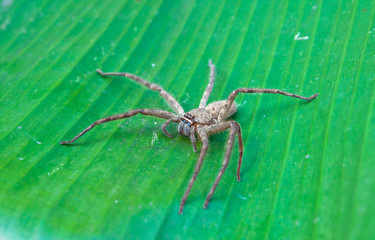 spider on banana leaf