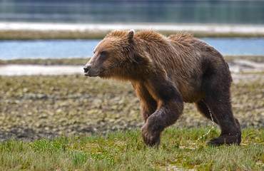 Küstenbraunbär in Katmai Alaska wildlife