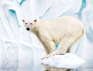 Foto op Plexiglas White polar bear against snow mountain © Igor Dmitriev