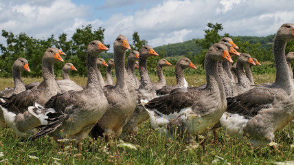 troupeau d' oies
