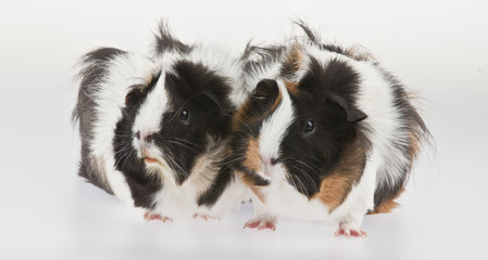 guinea pig