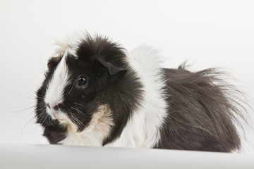 guinea pig
