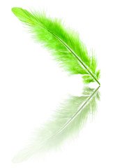 Green feather with reflection