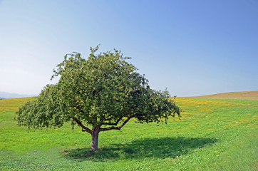 Fototapeta na wymiar Drzewa owocowe
