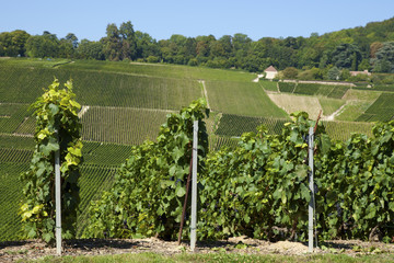 Vineyards close to Hautvillers