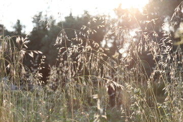Grass in the rays of light