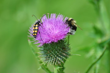 thistle with bee and beetle