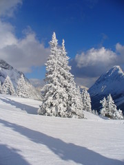 Tree covered in snow