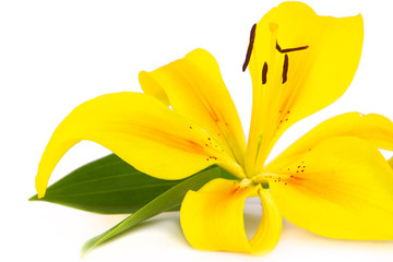 Lilie © Swetlana Wall