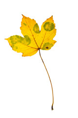 Autumn leaf