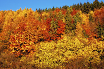 Colors of autumn full version