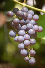 bunch of grapes