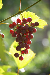 a bunch of ripe grapes