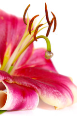 pink lily © Swetlana Wall