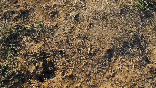 Formiche - ants
