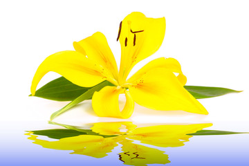 Wellness,Lilium © Swetlana Wall