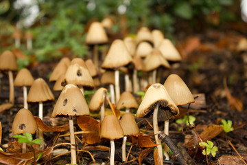 group of toadstools on a woodland floor