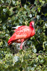 Scarlet Ibis