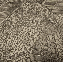 Obraz premium Carved lines arty background