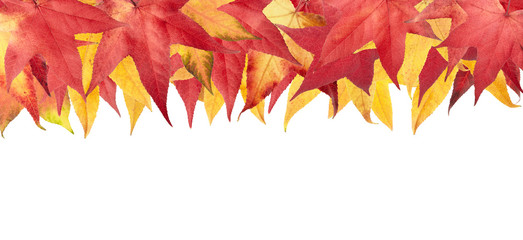 Autumn maple leaves border in red and yellow colors isolated on white 