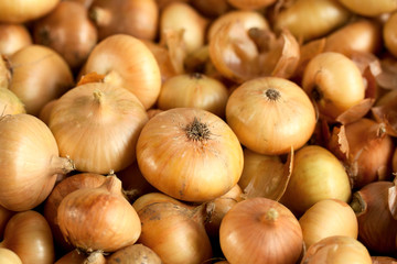 onion background close-up studio shot