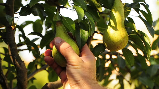 raccolta pere - pear harvest