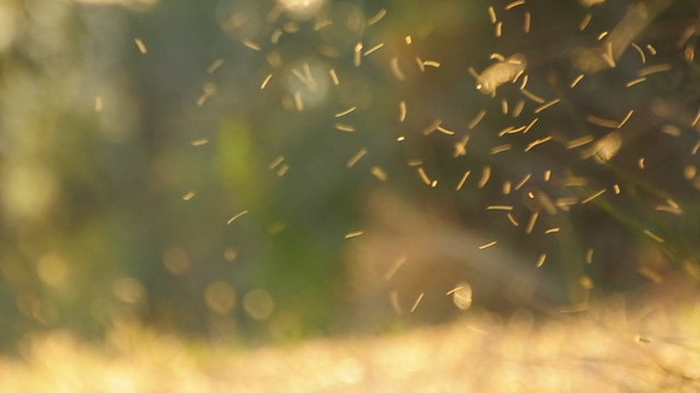 moscerini insetti - midge